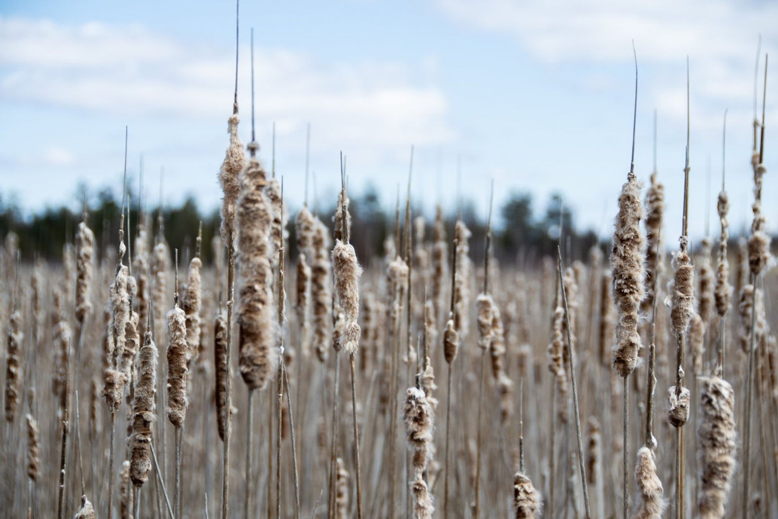 Presqu'ile Cat Tail