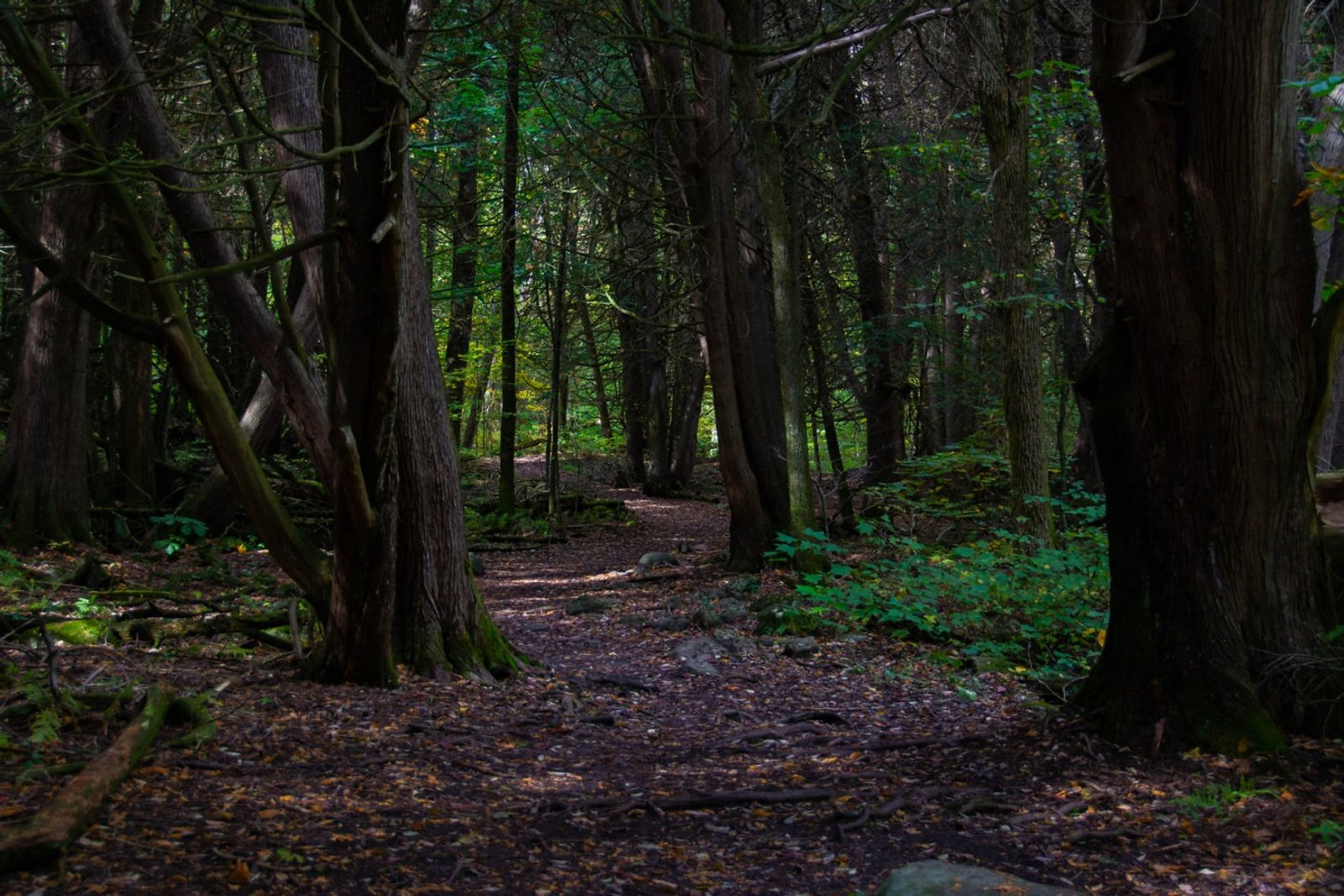 Proctor Park Trail